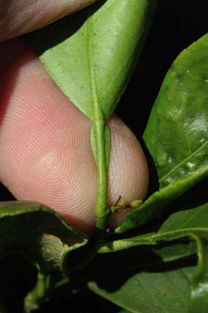              Petiole (Riverside, CA)       